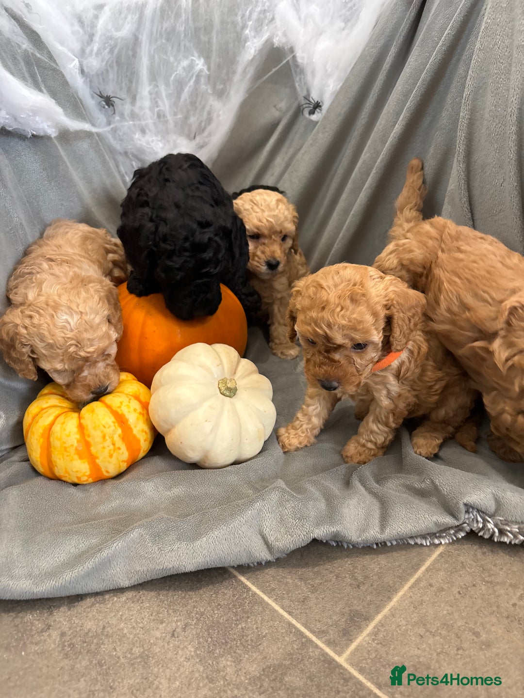 Cavapoochon dogs for sale: 🐾CAVAPOOCHON PUPPIES 🐾 - Image 9