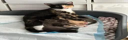 Mixed Breed cats for sale: Adorable Kittens Ready From 6th June - Advert 26
