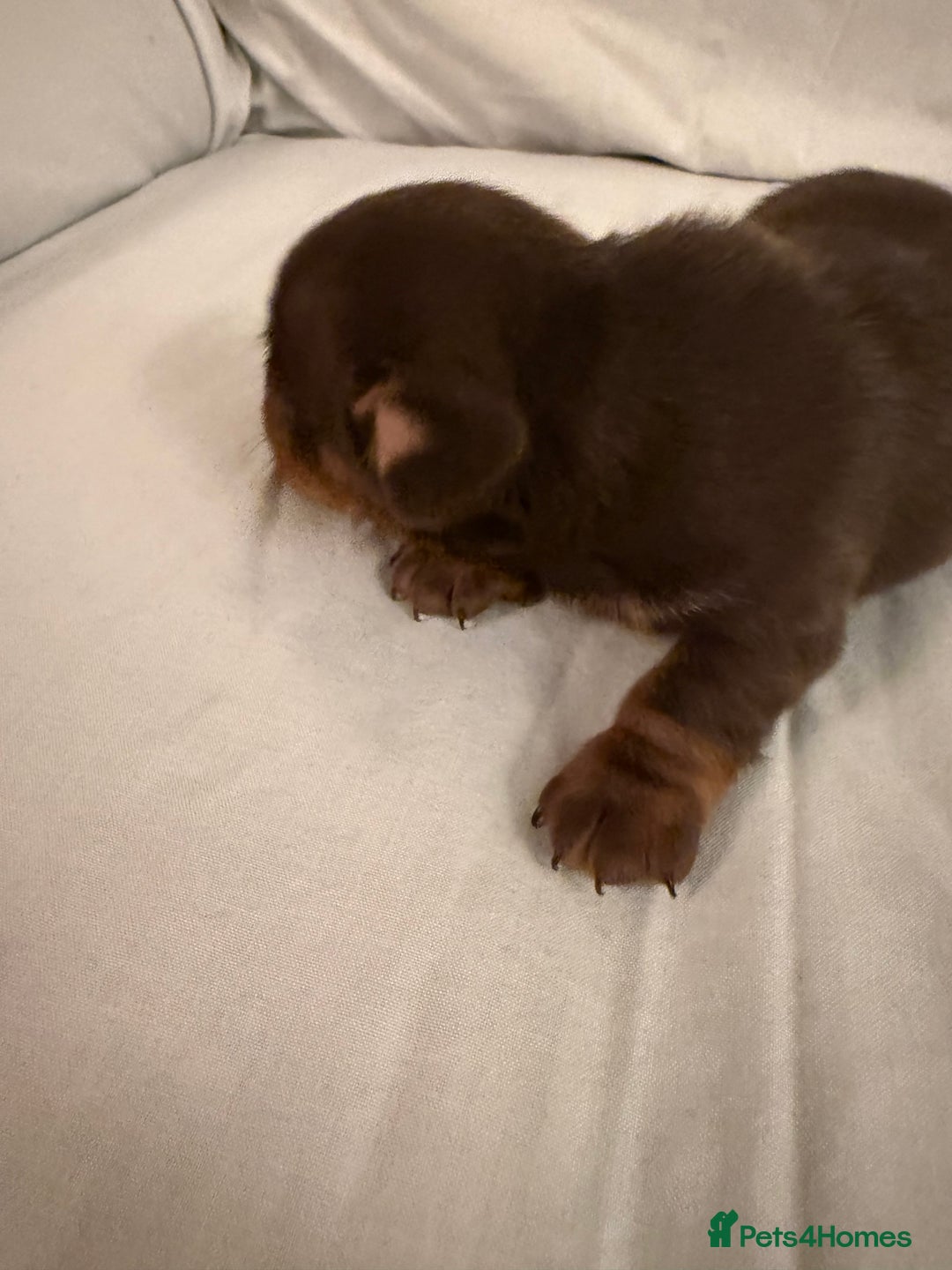 Dachshund dogs for sale: Miniature Dachshund puppies for sale - Advert 13