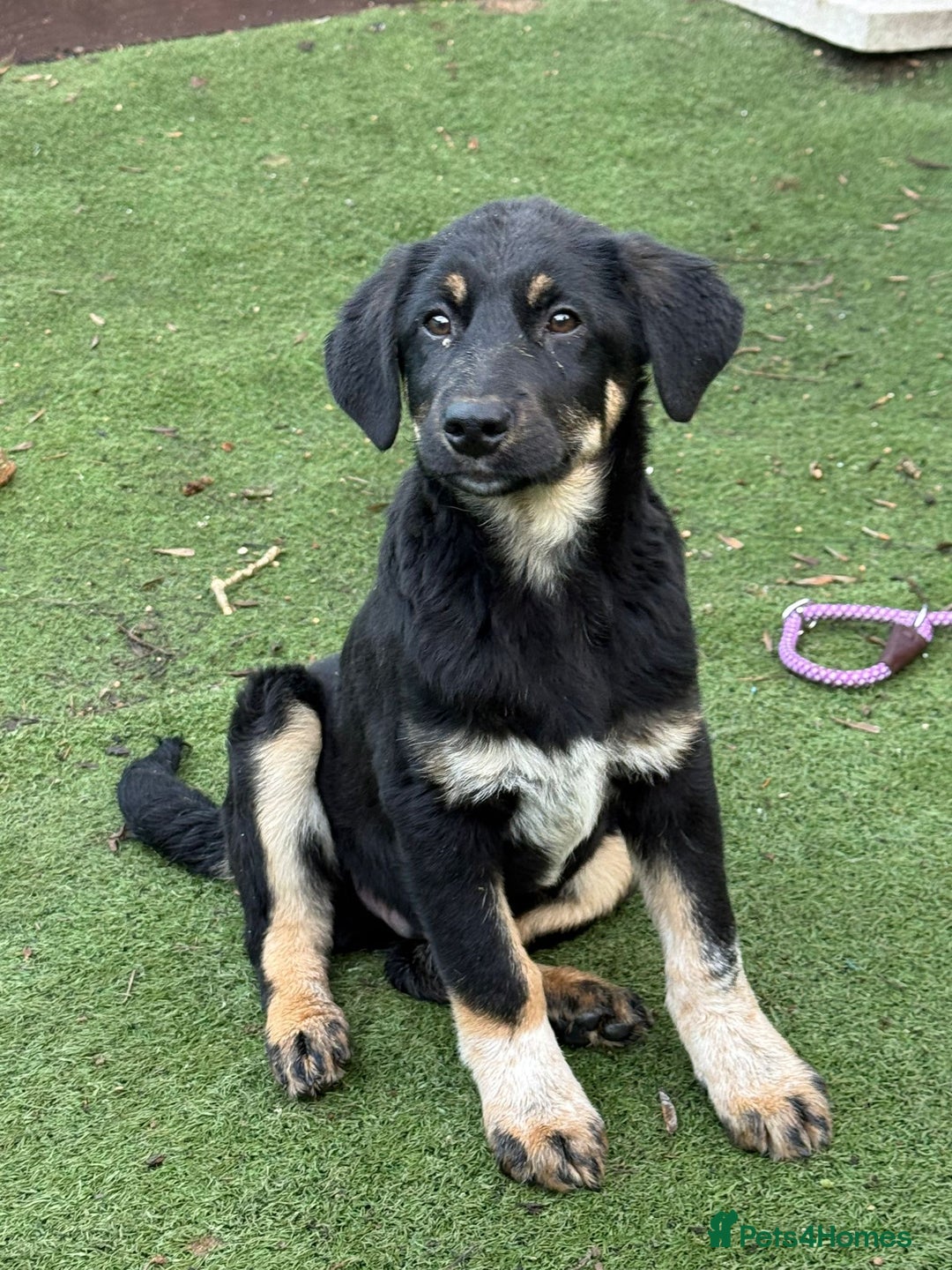 Mixed Breed dogs for adoption: Espresso  - Advert 4