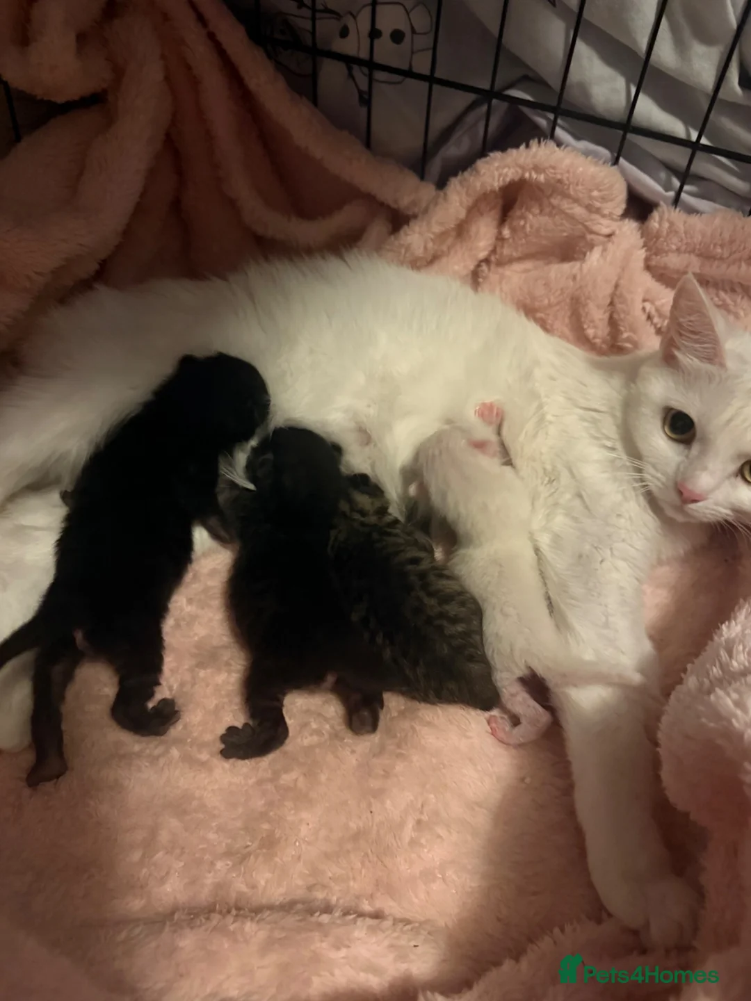 Mixed Breed cats for sale: Maine coon X kittens in Wirral - Advert 6