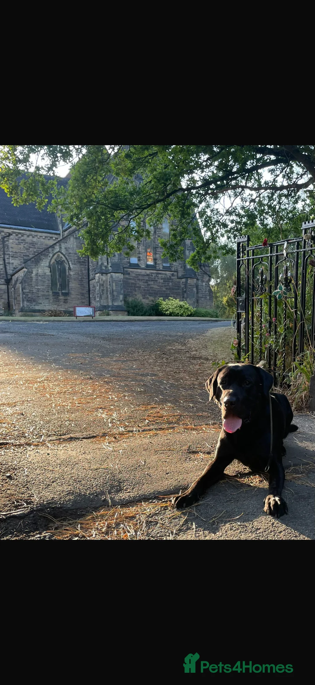 Labrador Retriever dogs for stud: Kenzduo Blackout (Tyson) - Advert 11