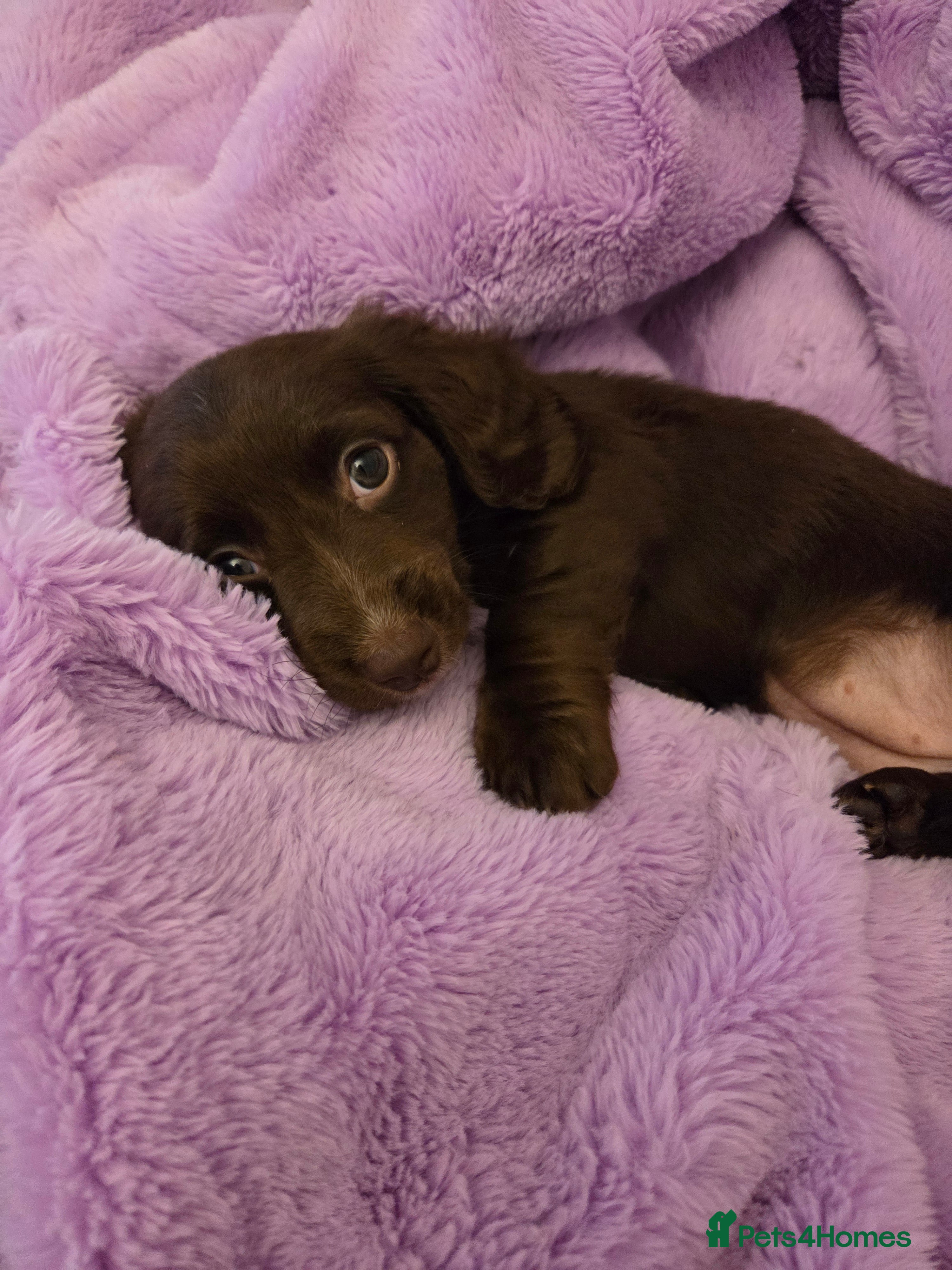 Miniature Dachshund dogs Longhaired minature dachshunds  - Advert 18