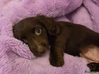 Miniature Dachshund dogs Longhaired minature dachshunds - Advert 18