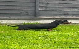 Miniature Dachshund dogs for sale: Miniature Dachshund Boys and Girls - Image 5
