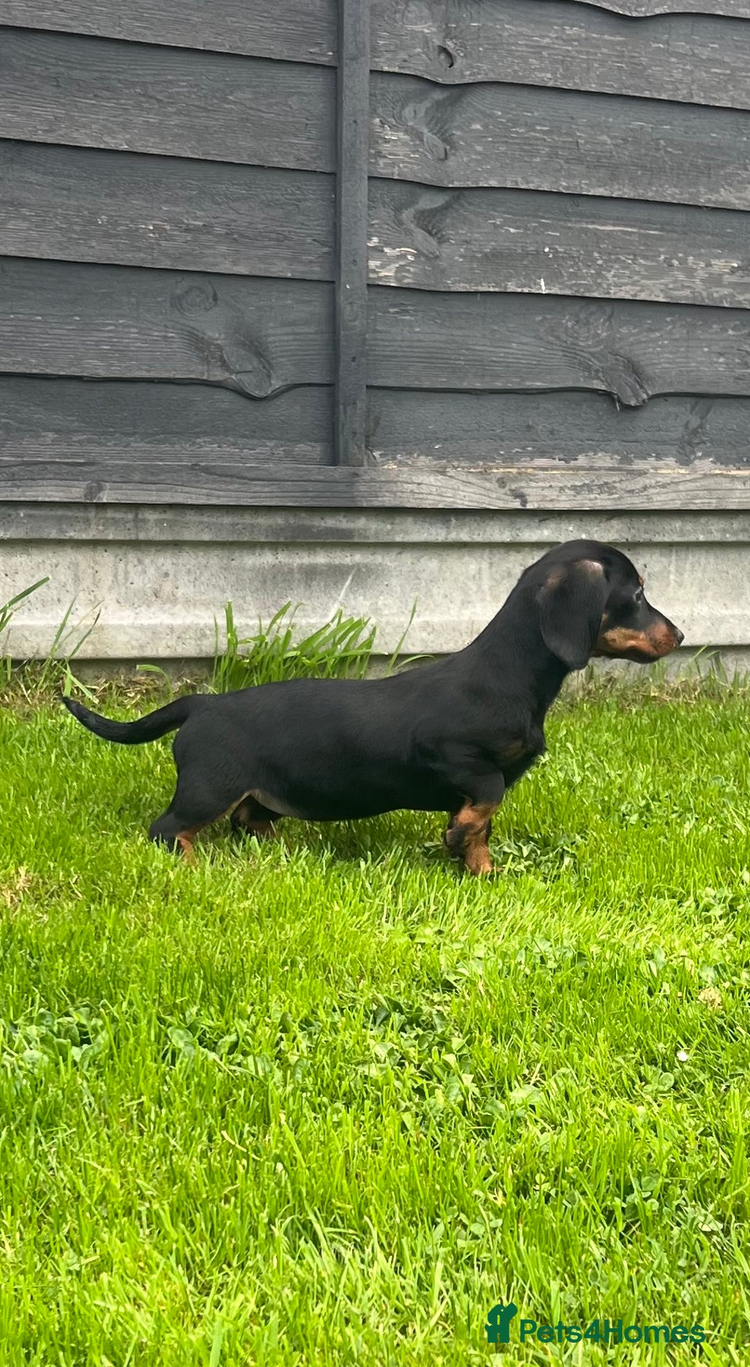 Miniature Dachshund dogs for sale: Miniature Dachshund Boys and Girls - Image 5