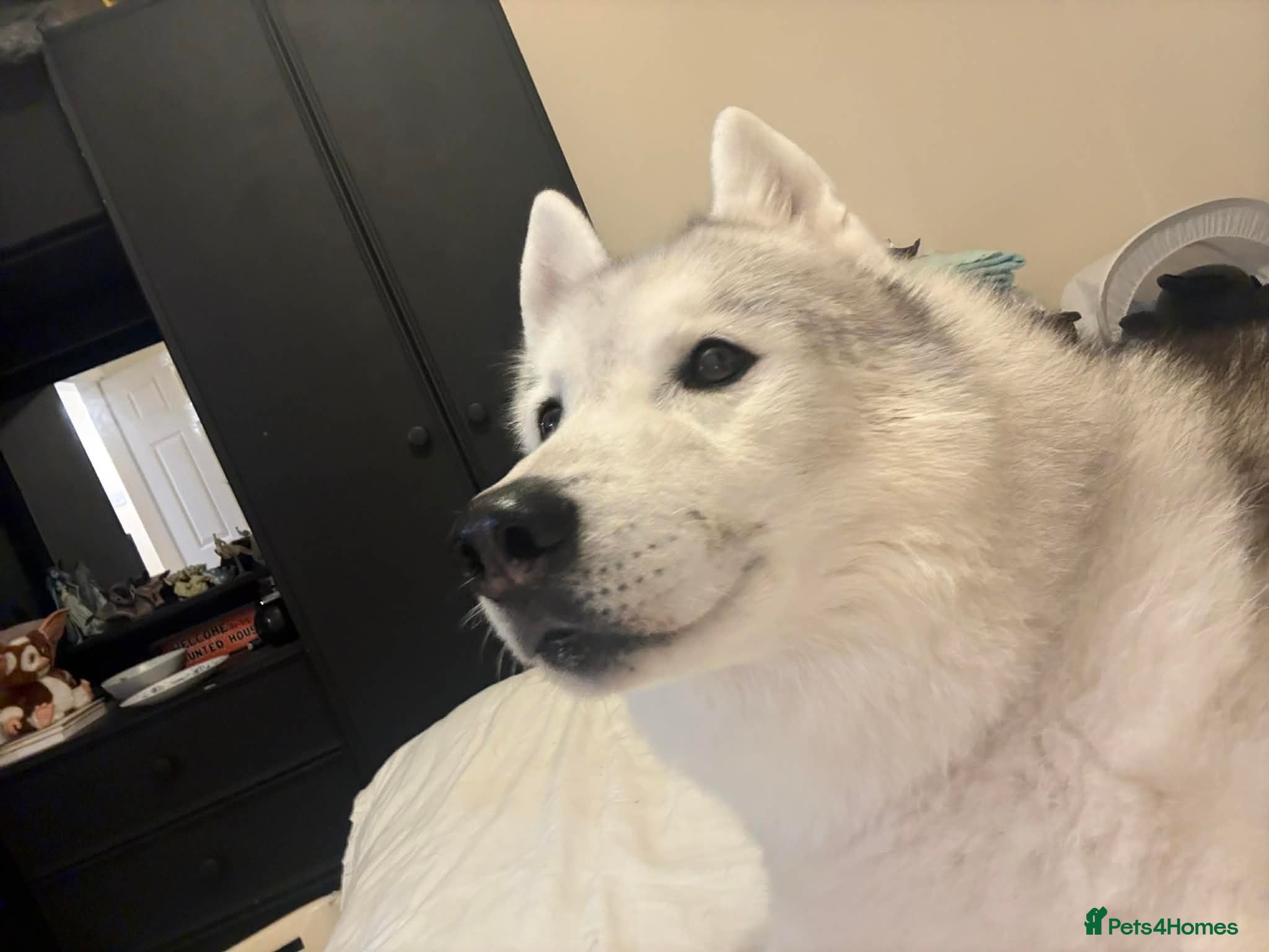 Siberian Husky dogs Arlo  - Advert 6