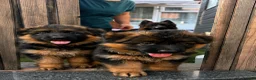 German Shepherd dogs for sale: Champion blood line GSD German shepherd  - Advert 3