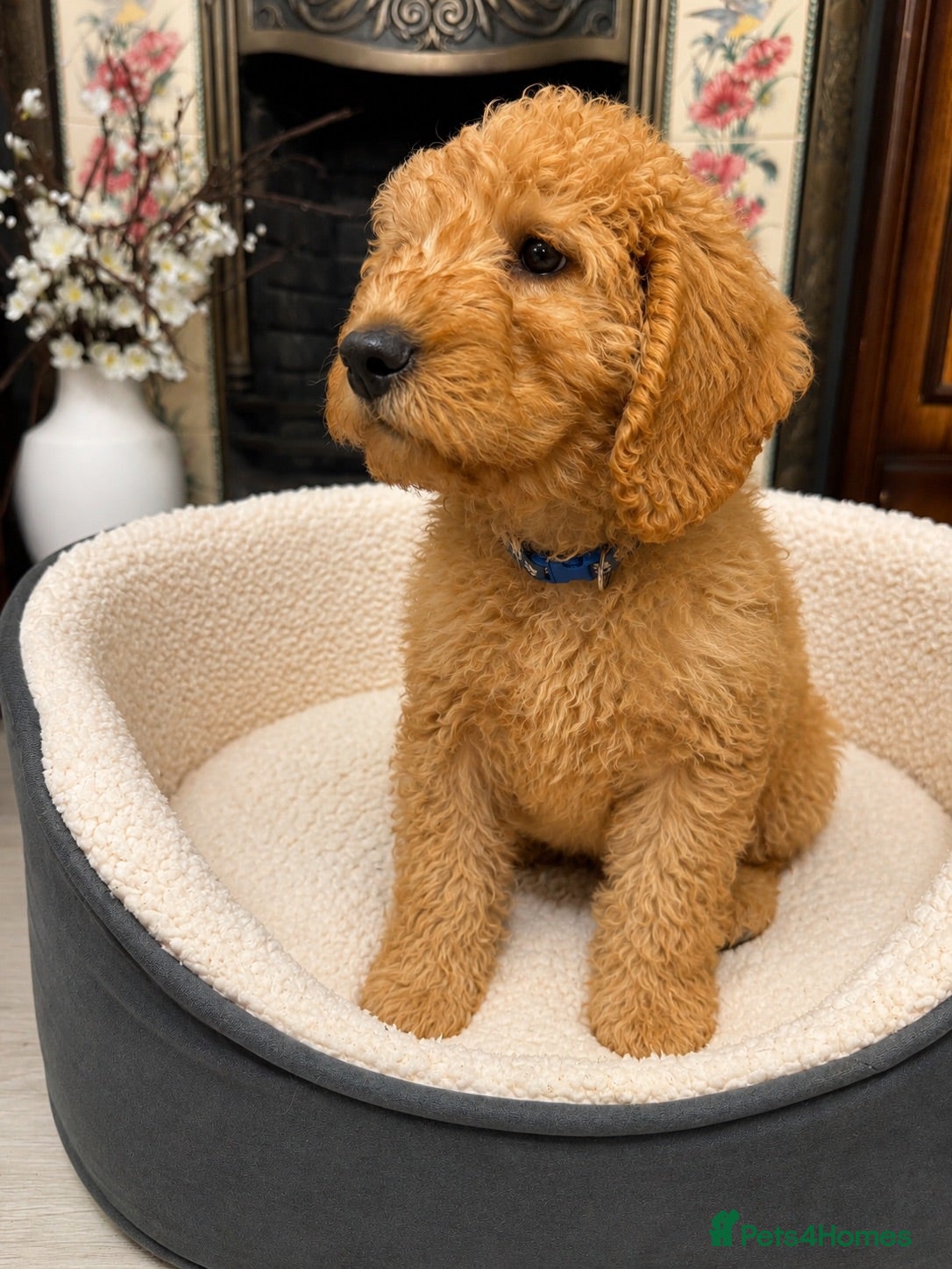 Labradoodle dogs 🐾Ready Now!! Beautiful F1b Labradoodle Puppies 🐾 - Advert 1