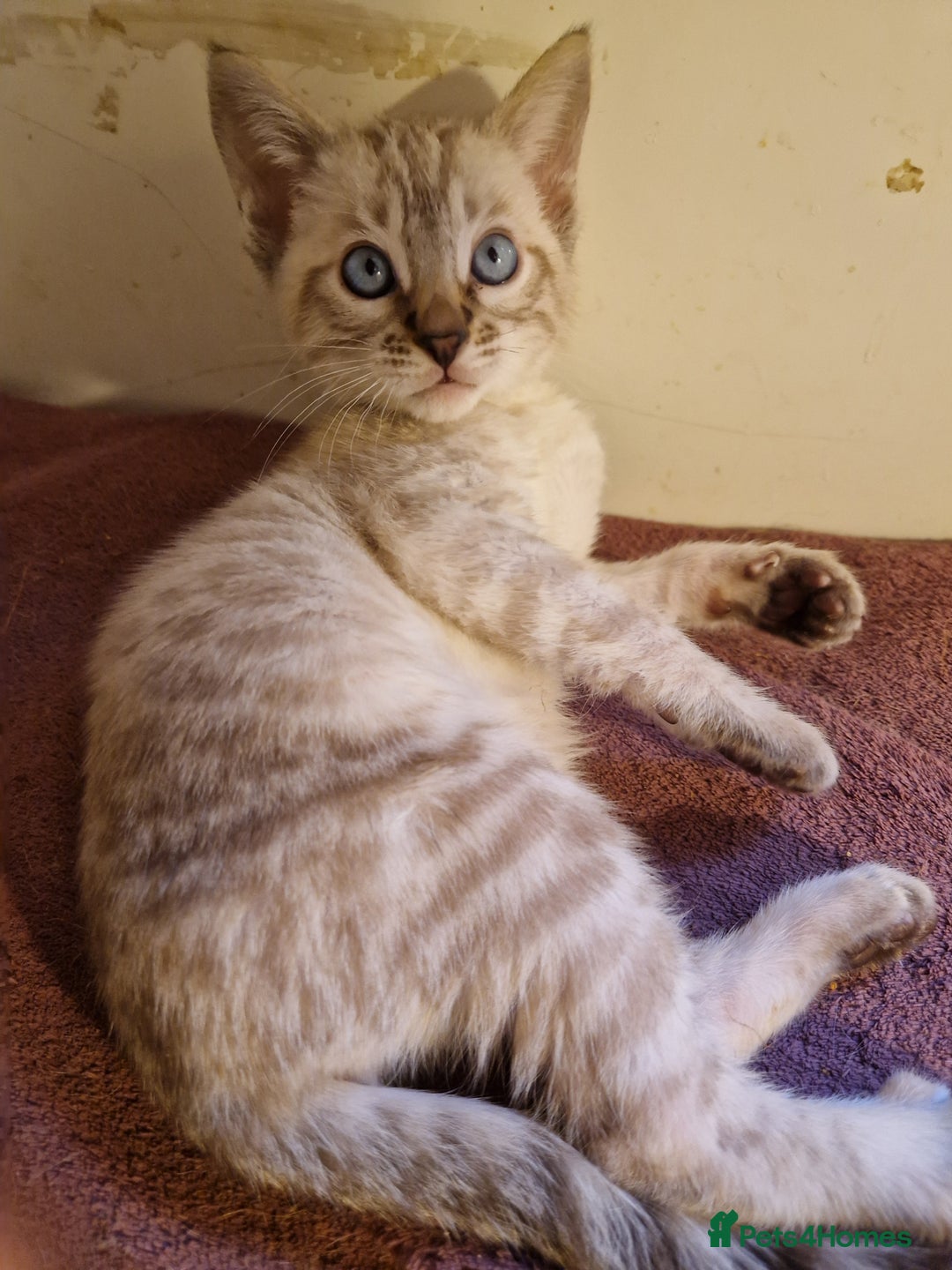 Mixed Breed cats for sale: Bengal, Siamese mix. 7/8ths Bengal 1 /8th Siamese  - Advert 1