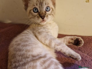 Mixed Breed cats Beautiful 7/8ths Bengal,1/8th Siamese kittens - Advert 2
