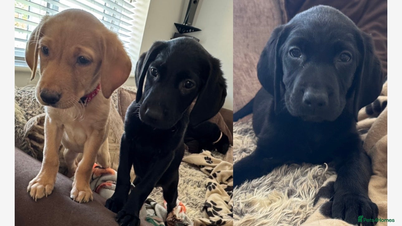 Labrador Retriever dogs (3 Left)ready now Beautiful Labrador puppies  - Advert 17