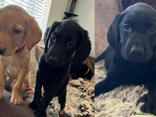 Labrador Retriever dogs (3 Left)ready now Beautiful Labrador puppies - Advert 17