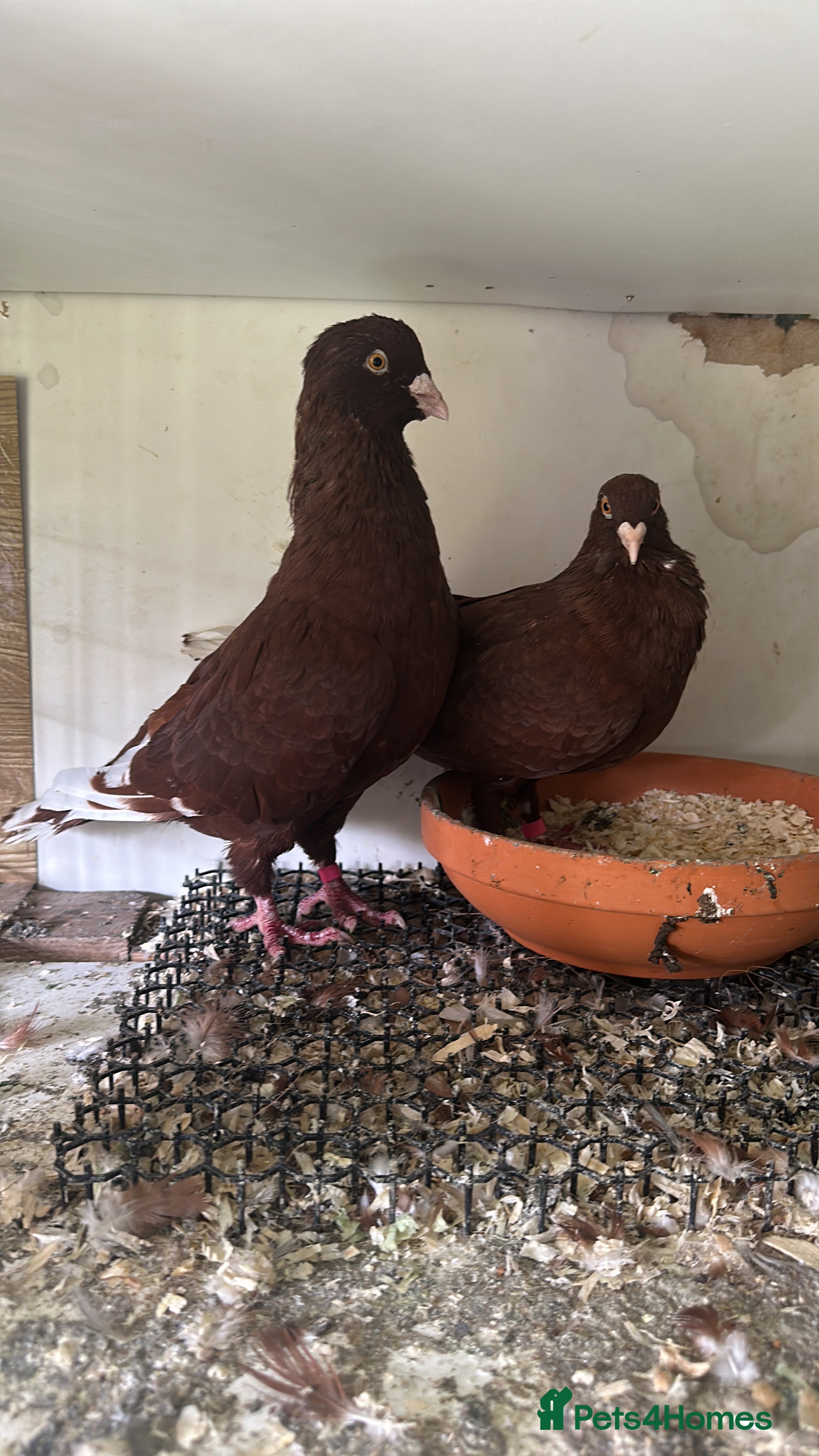 Pigeons birds Lebanese  - Advert 10