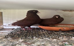 Pigeons birds for sale: Lebanese  - Advert 1