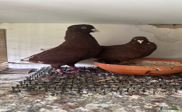 Pigeons birds Lebanese  - Advert 1