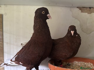 Pigeons birds Lebanese - Advert 1