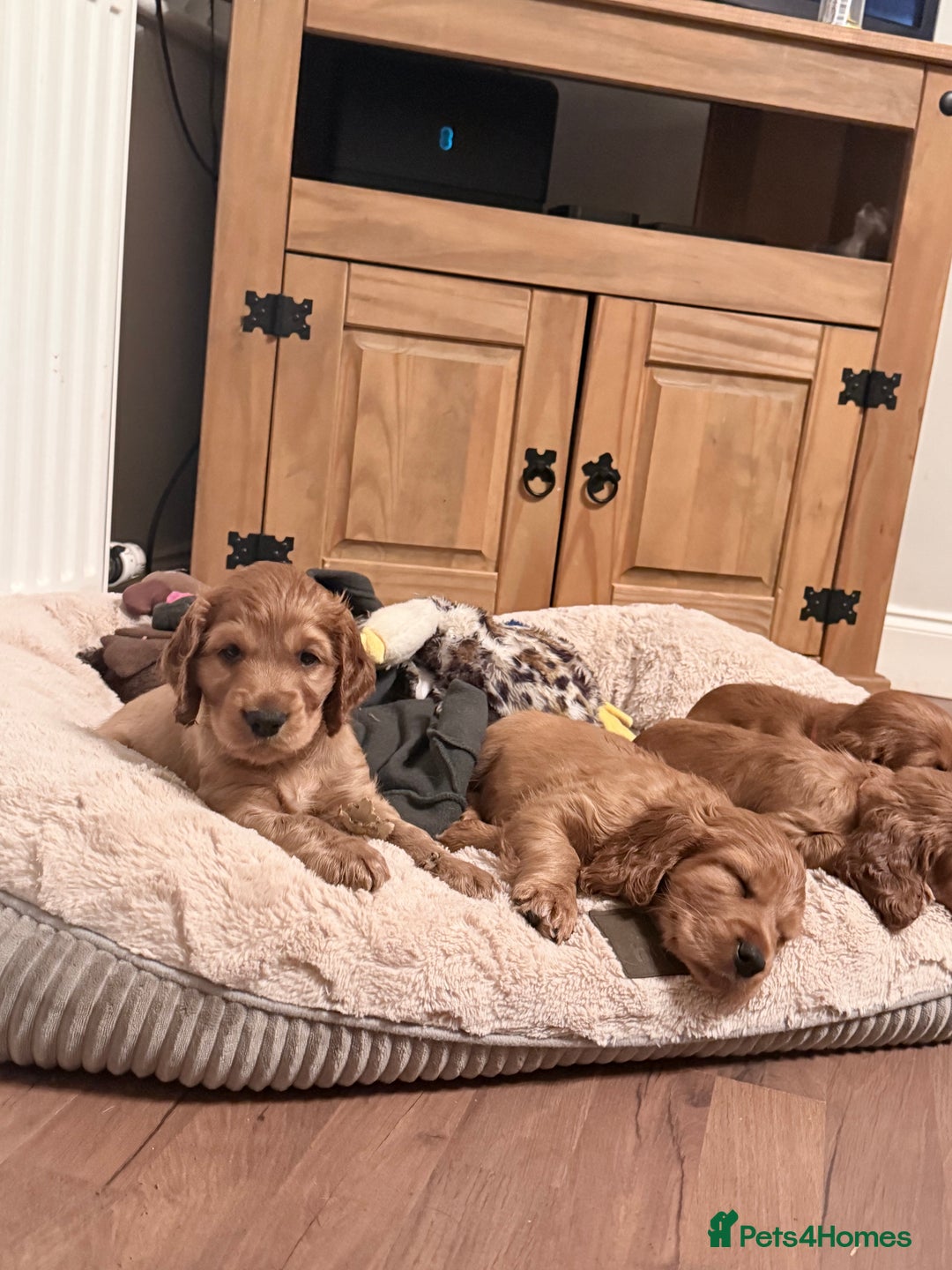 Cocker Spaniel dogs for sale: Two beautiful cocker spaniel pups ready now  - Advert 12