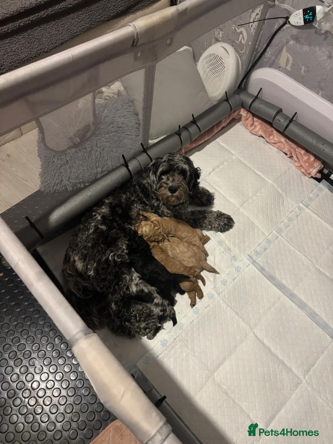 Cavapoo dogs for sale: Cavapoo - Advert 1