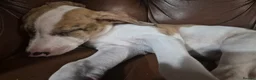 Lurcher dogs for sale: Lurcher puppies - Advert 2
