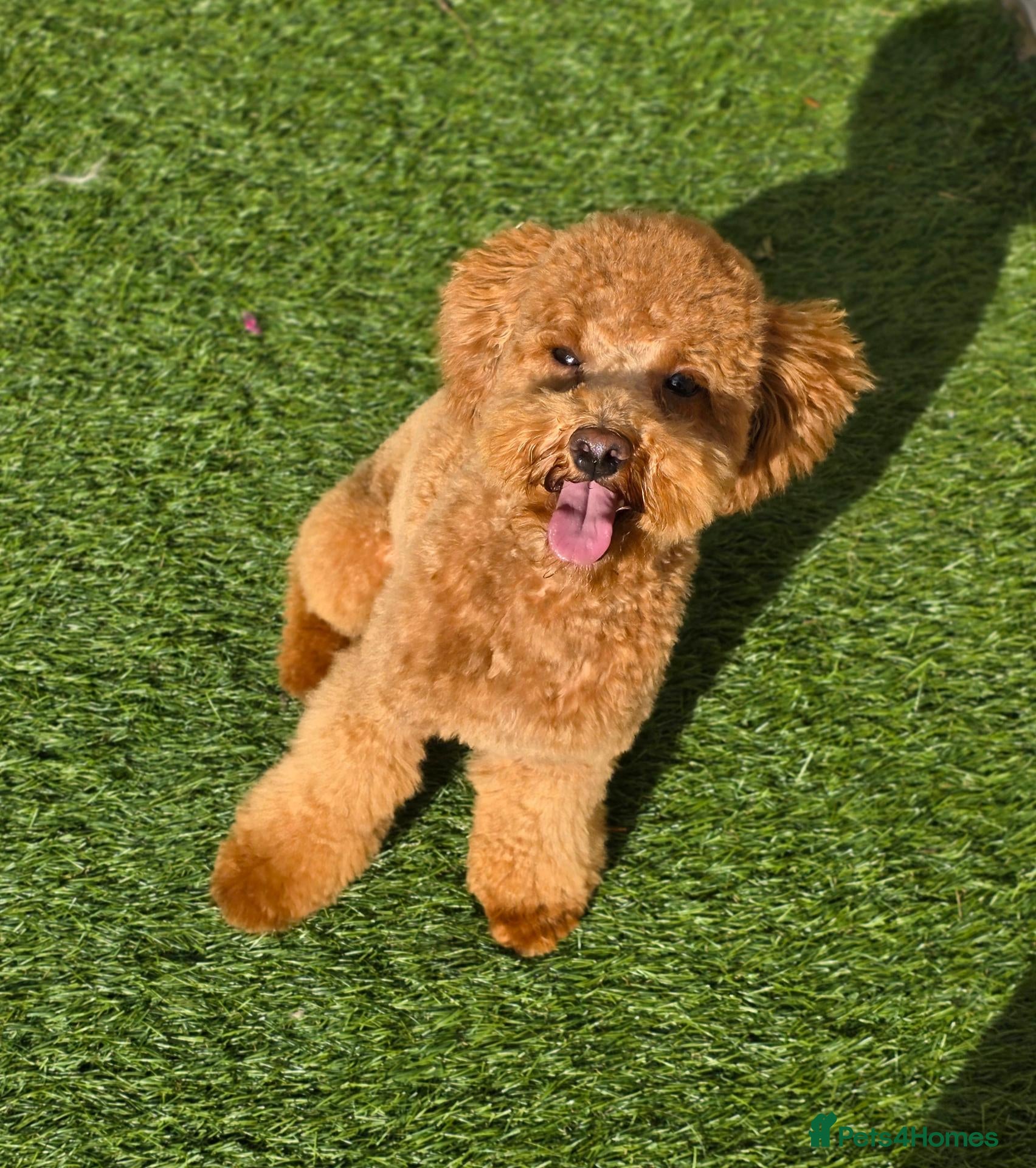 Toy Poodle dogs KC Registered Toy Poodle Stud - Advert 1
