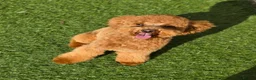 Toy Poodle dogs for stud: KC Registered Toy Poodle Stud - Advert 1