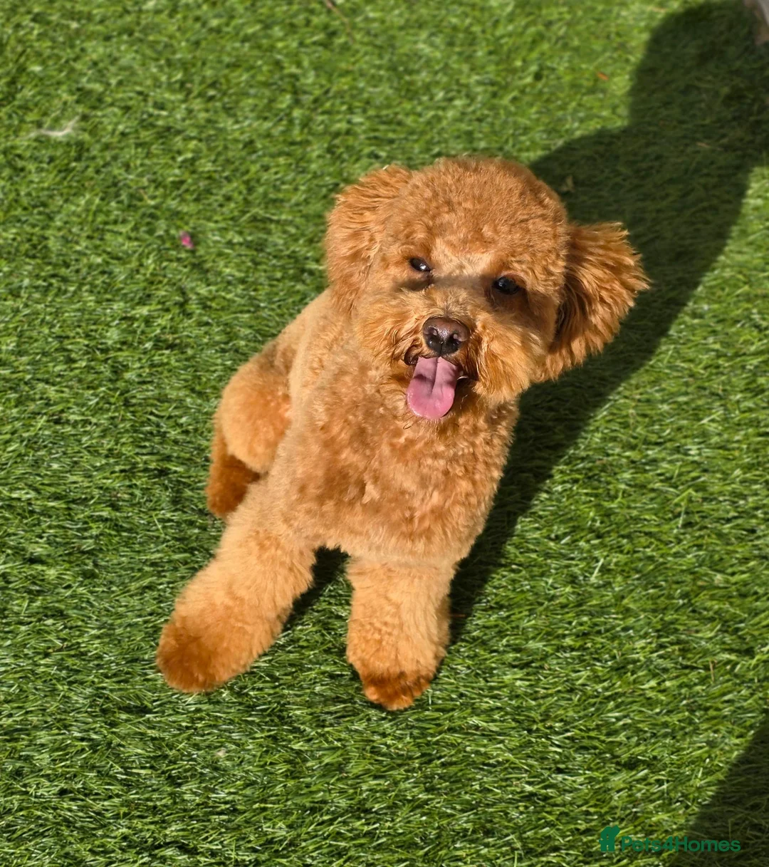 Toy Poodle dogs for stud: KC Registered Toy Poodle Stud - Advert 1