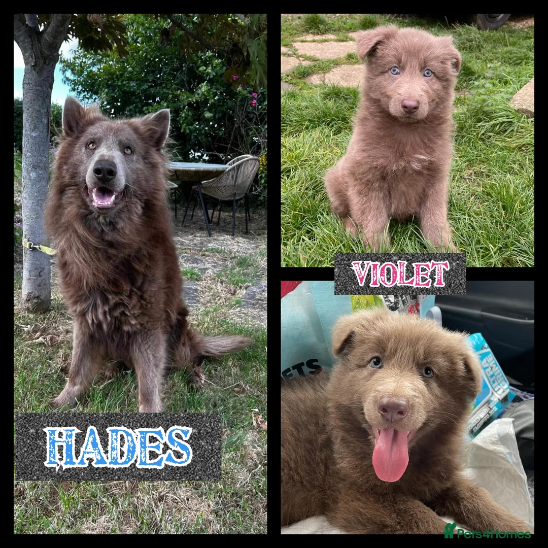 German Shepherd dogs for stud: Kc health tested solid isabella gsd in Bedford - Advert 14