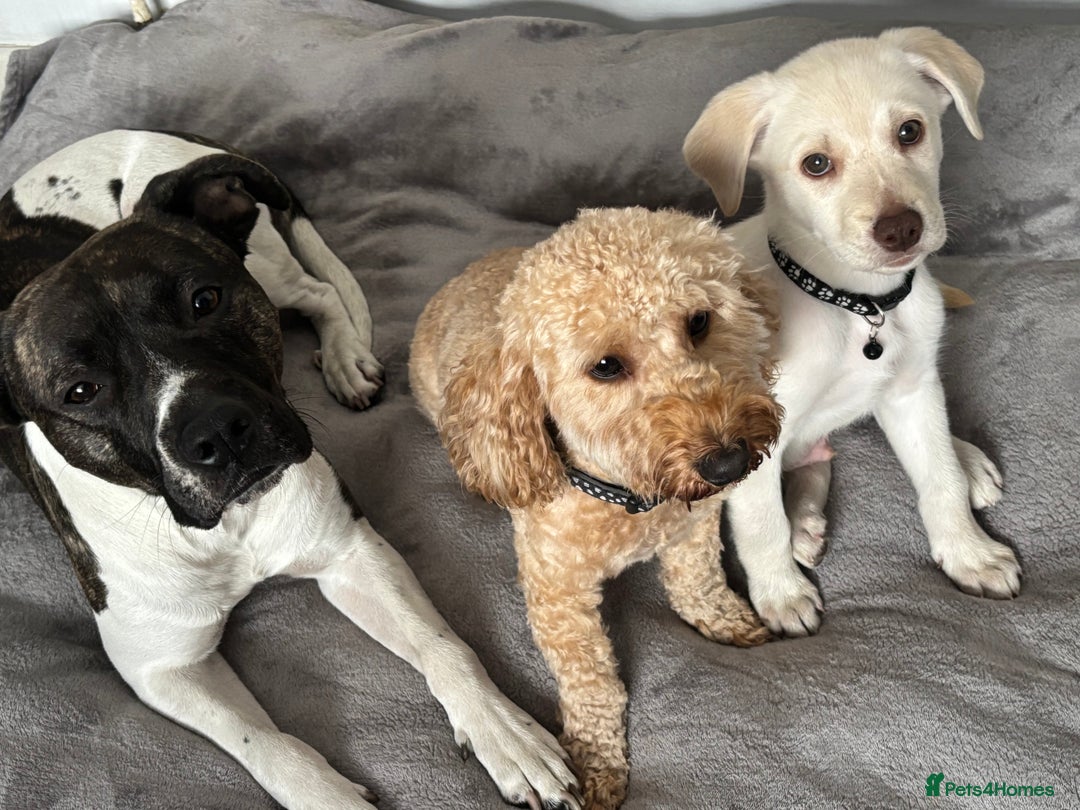 Mixed Breed dogs for sale: Labrador Husky - Image 10