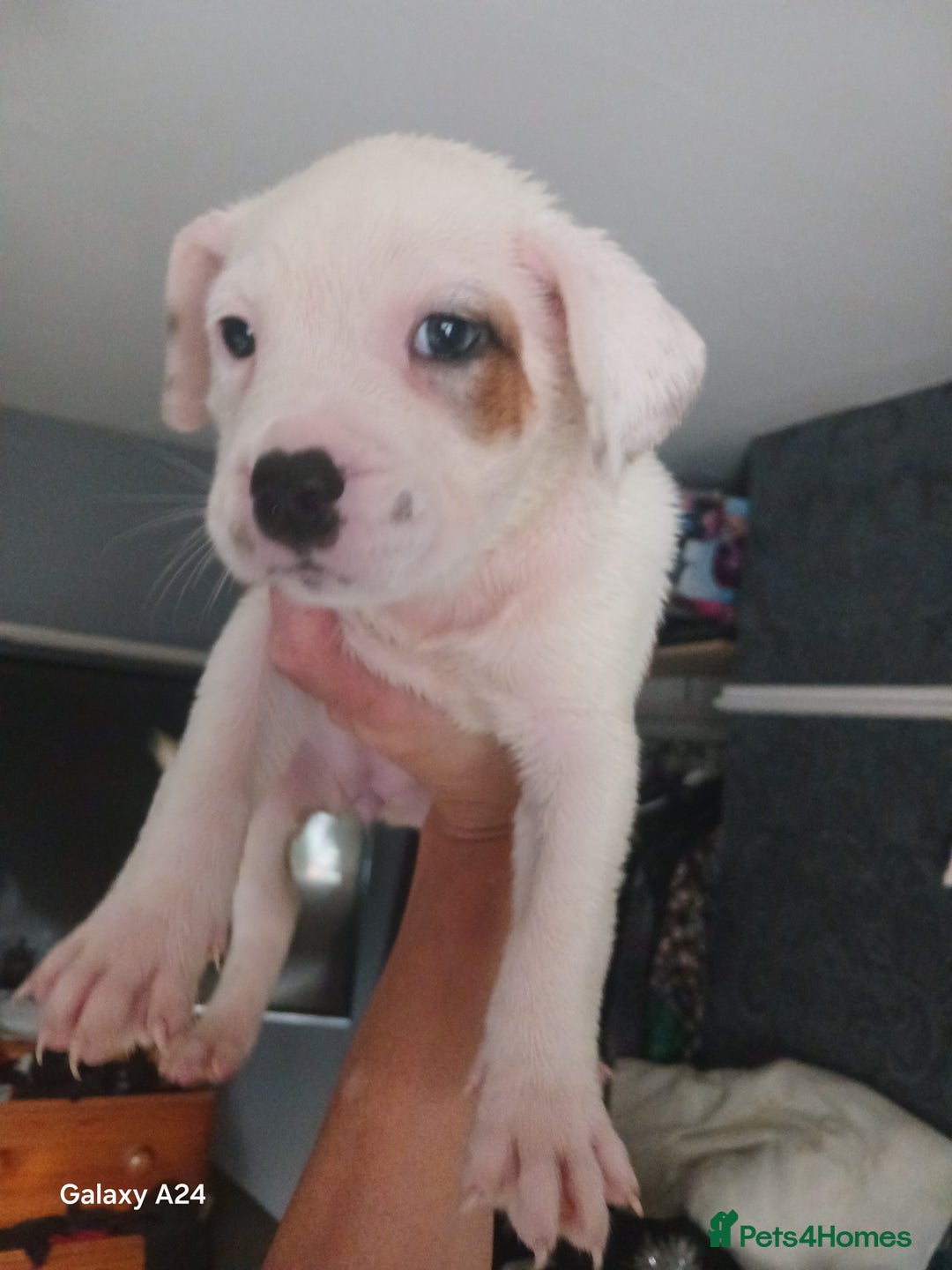 Mixed Breed dogs for sale: Adorable puppies for sale  - Image 12