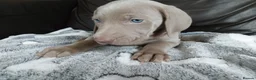 Weimaraner dogs for sale: KC reg Weimaraner puppies ready to leave now - Advert 5