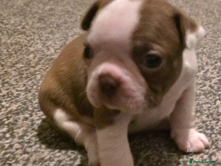 Boston Terrier dogs Stunning KC Reg Boston Terrier4 girls available - Advert 1