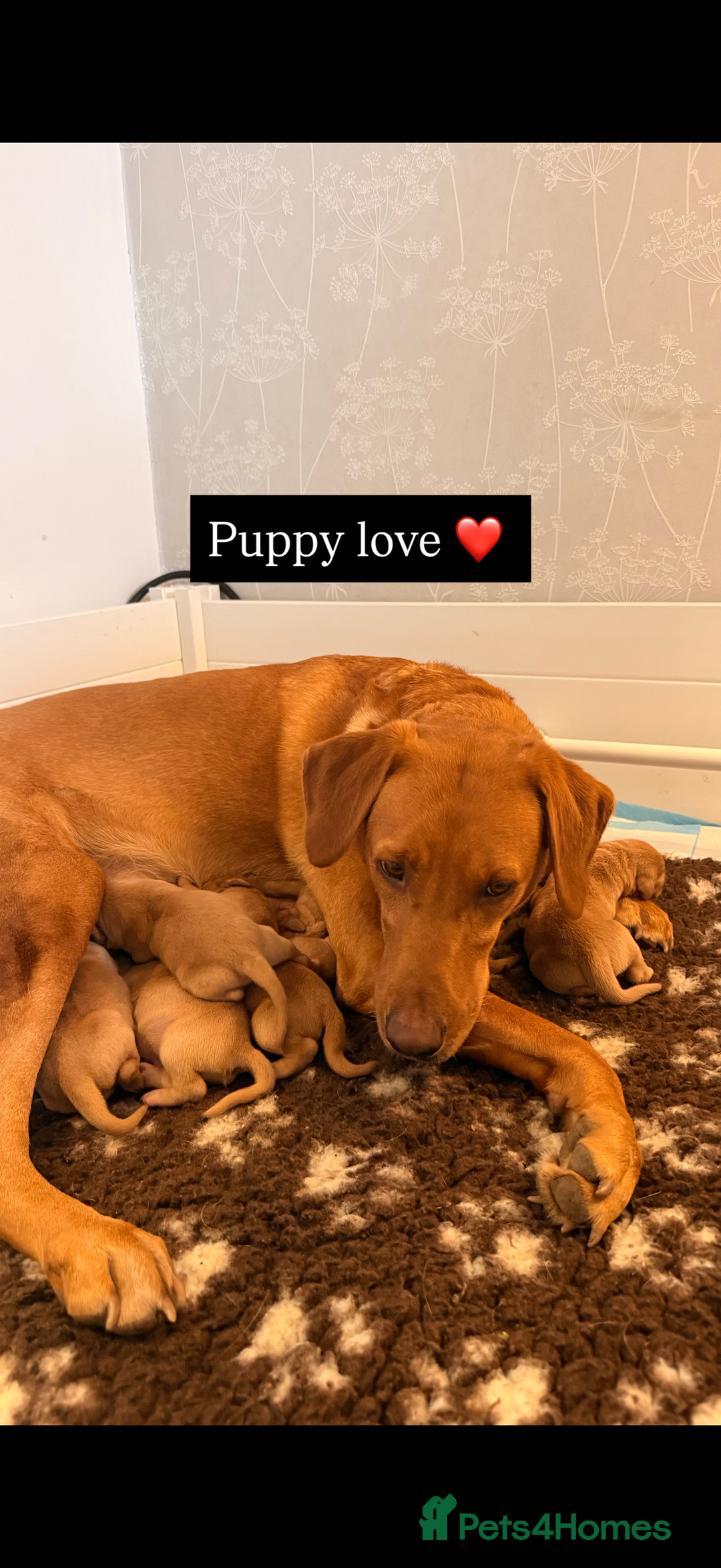 Labrador Retriever dogs for sale: FOX RED LABRADOR PUPPIES  - Image 6