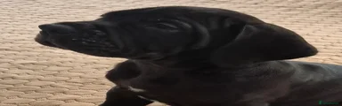 Black male 