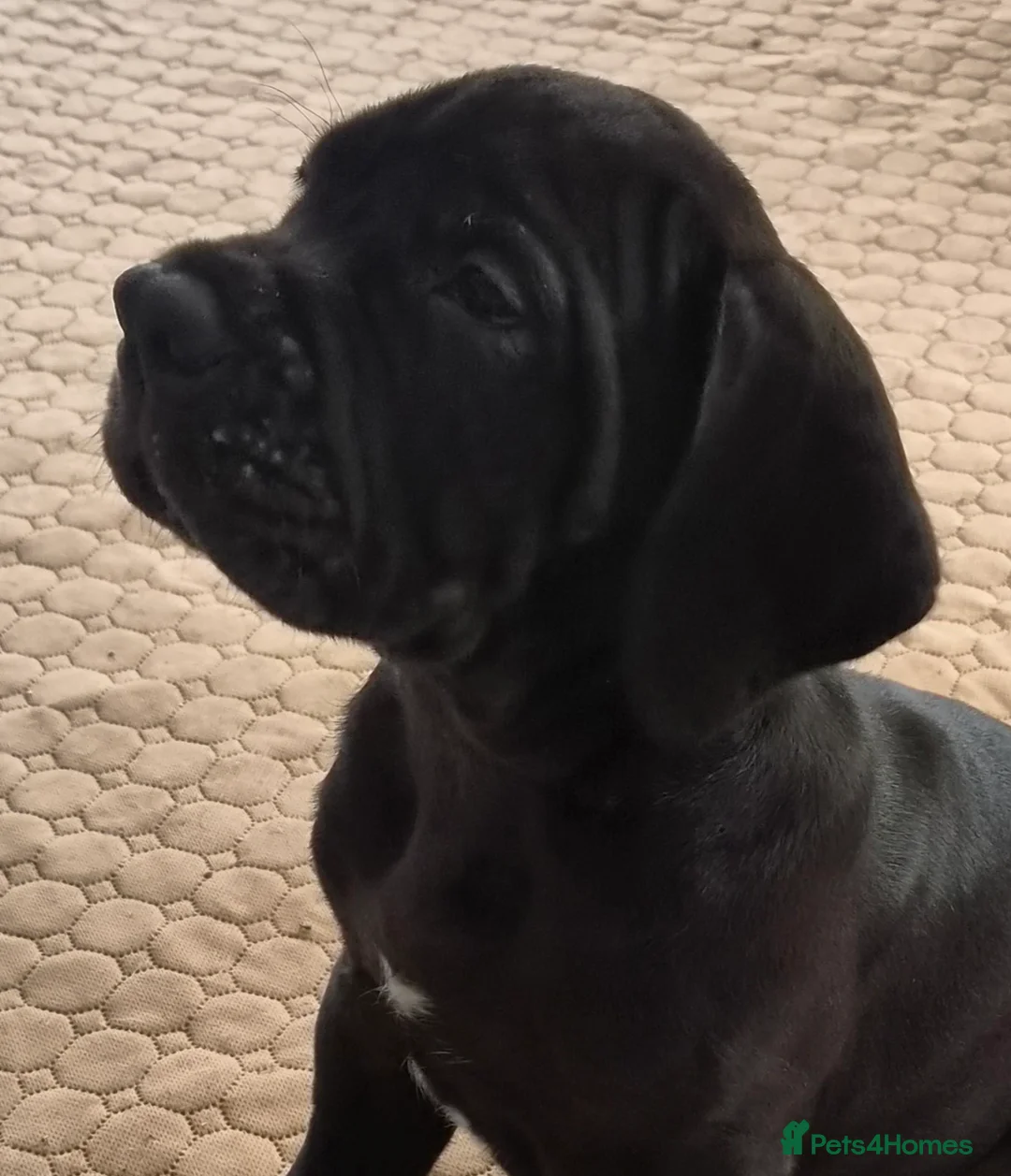 Great Dane dogs for sale: KC REG. READY NOW, FULLY VACCINATED  - Advert 9