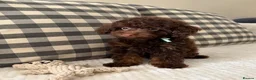 Toy Poodle dogs for sale: Health tested Toy poodle puppies  - Advert 4