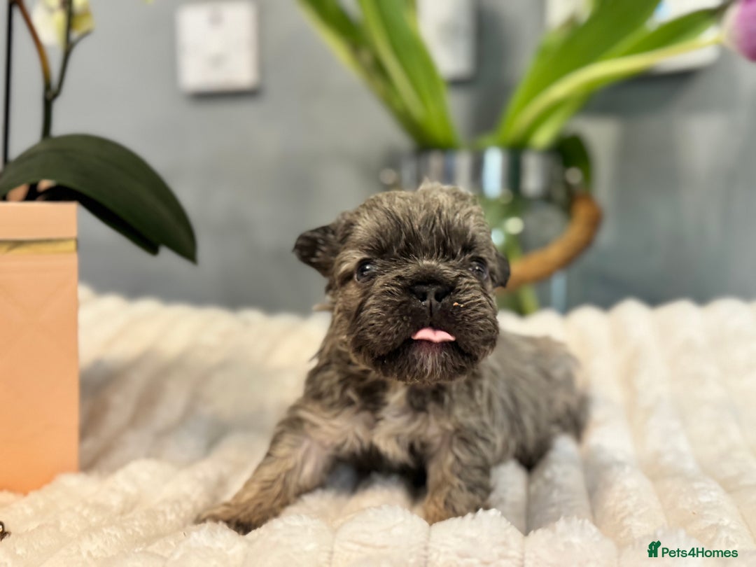 French Bulldog dogs for sale: 🩷🏡 Adorable fluffy French Bulldogs - Advert 9