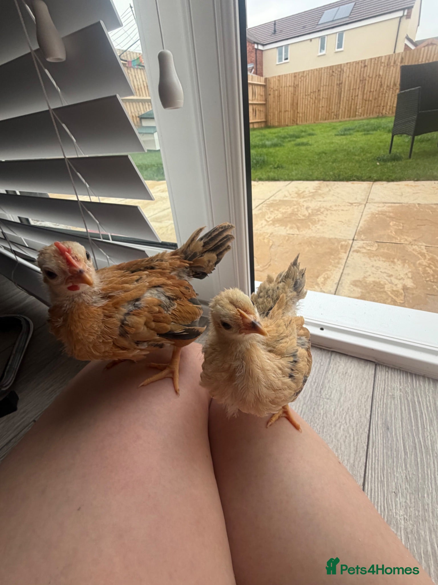 Chickens poultry     Hand-Reared Serama Pair for Loving Home - Advert 1