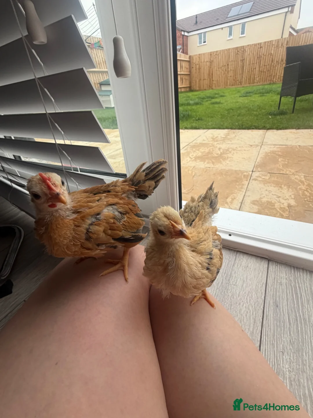 Chickens poultry for sale:     Hand-Reared Serama Pair for Loving Home in Pershore - Advert 1