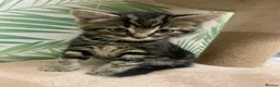 Mixed Breed cats for sale: 5 beautiful boy kittens  - Advert 33