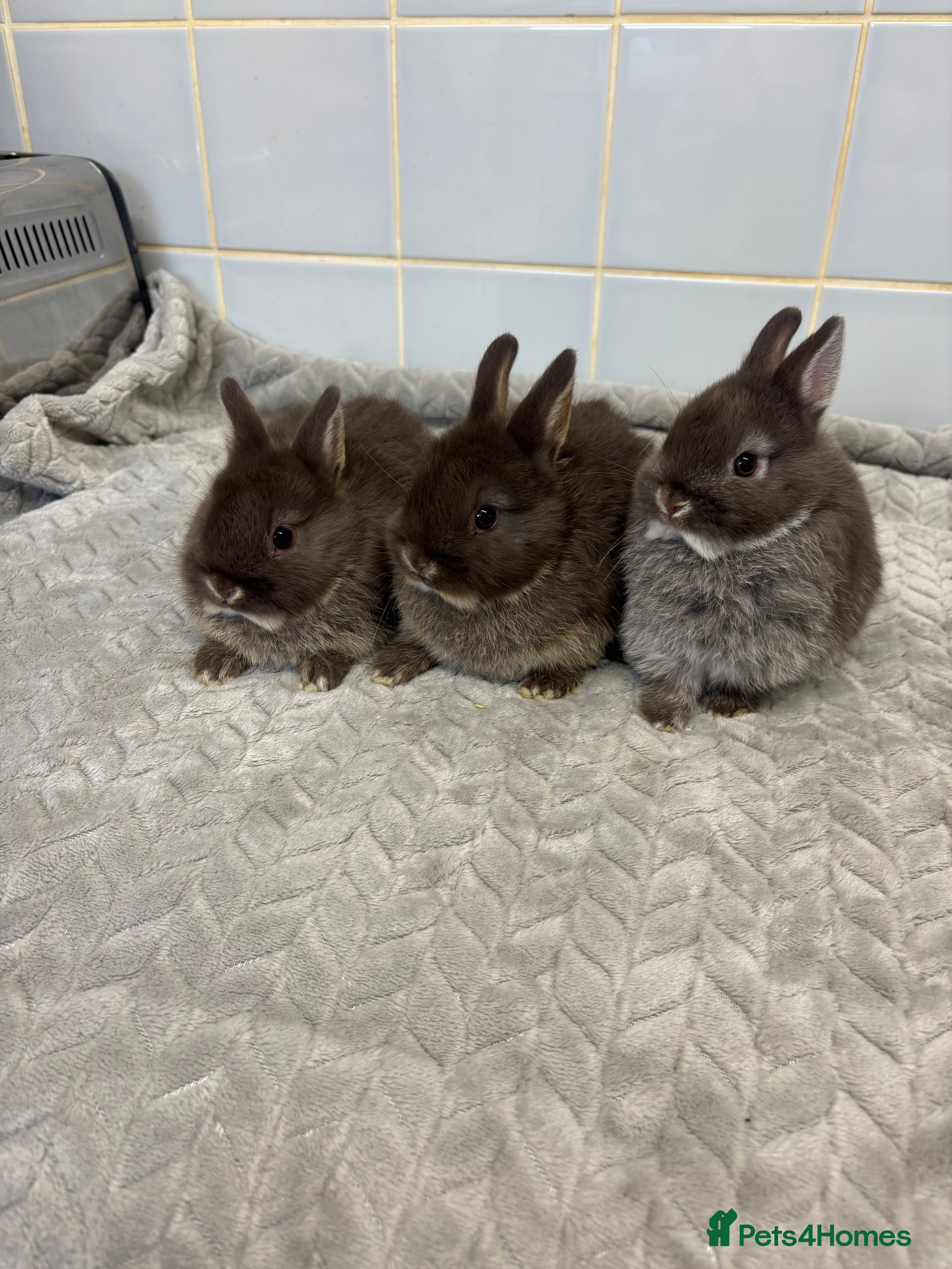 Netherland Dwarf rabbits three stunning Netherland w dwarf  - Advert 8