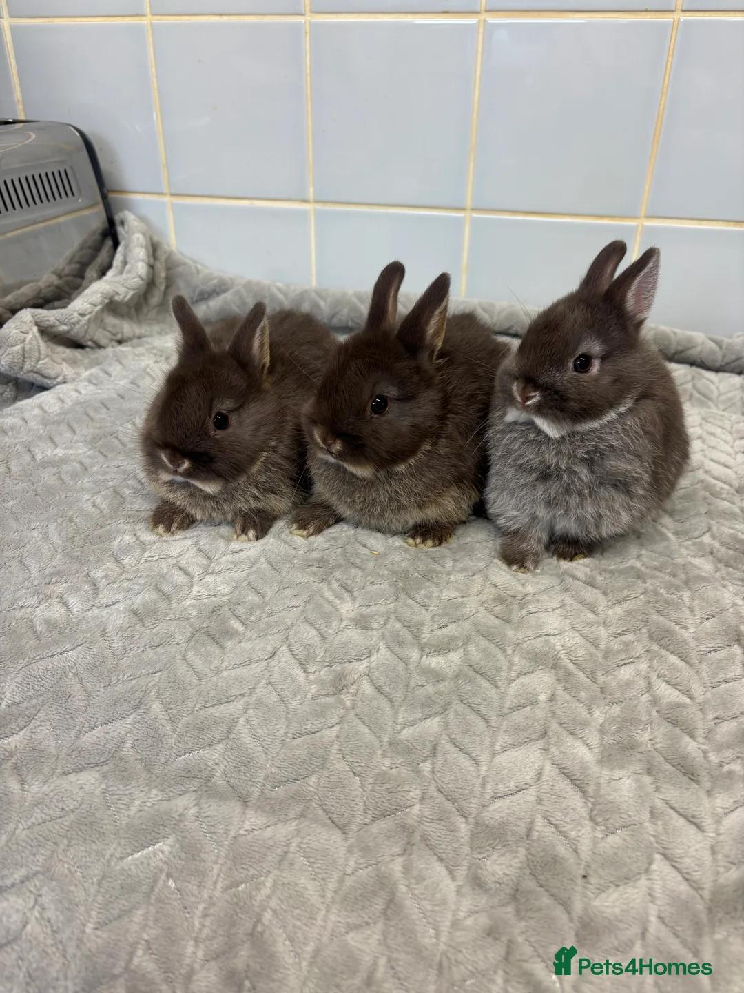 Netherland Dwarf rabbits for sale: three stunning Netherland w dwarf  - Advert 1