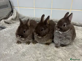Netherland Dwarf rabbits three stunning Netherland w dwarf - Advert 8