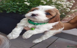 Cavapoo dogs for sale: Too cute to handle cavapoo puppies - Image 10