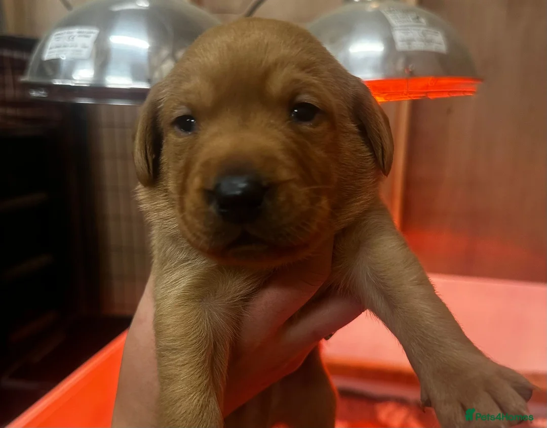 Labrador Retriever dogs for sale: FULLY HEALTH TESTED FOX RED LABRADOR PUPPIES - Advert 13