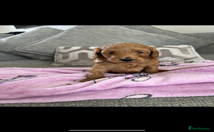 Cockapoo dogs - Advert 1