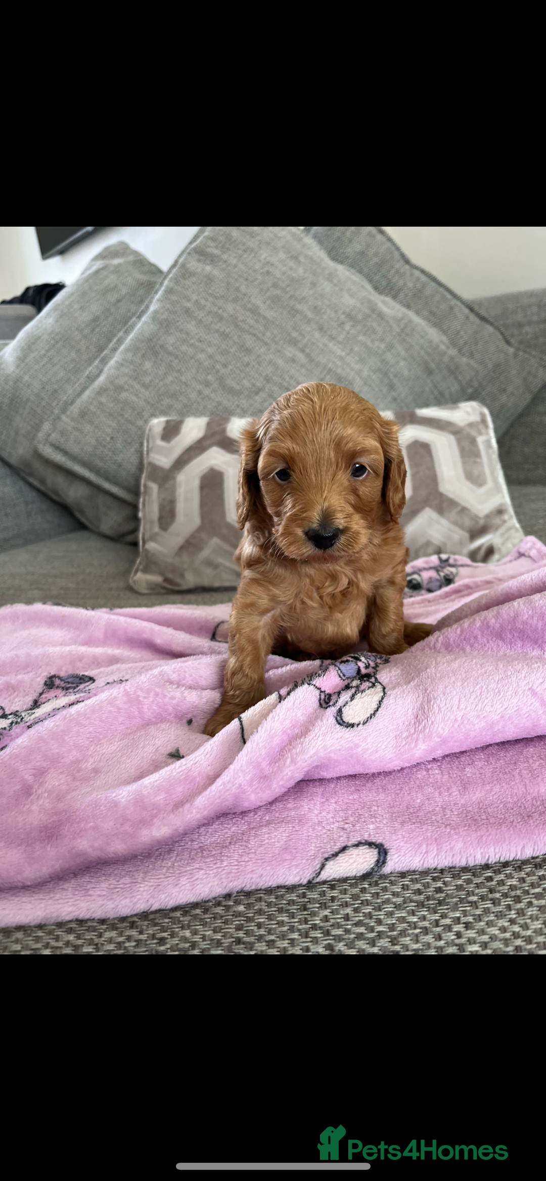 Cockapoo dogs for sale: Cockapoo male  - Image 1