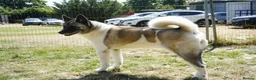 Akita dogs for adoption: Awesome Ada, 5 years old - Advert 3