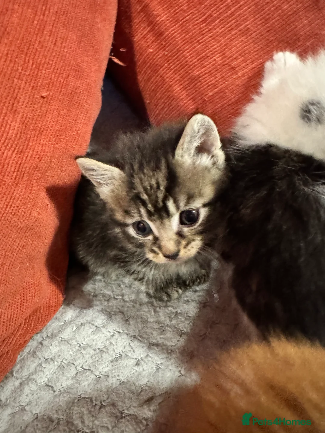 Mixed Breed cats for sale: 2 Females - Advert 2