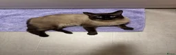 Mixed Breed cats for sale: Devon Rex x Siamese Kittens Ready End of June - Advert 4